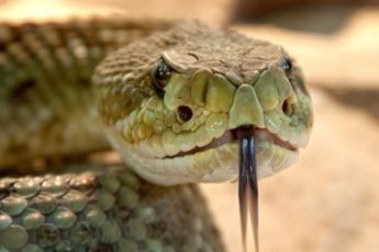 rattlesnake-toxic-snake-dangerous-38438-1